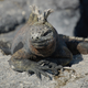 Image for article titled 9 Animals That Masturbate (Other Than Humans)